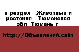  в раздел : Животные и растения . Тюменская обл.,Тюмень г.